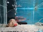 Flowerhorn Red Pearl Cichlide, Dieren en Toebehoren, Vissen | Aquariumvissen, Vis, Zoetwatervis