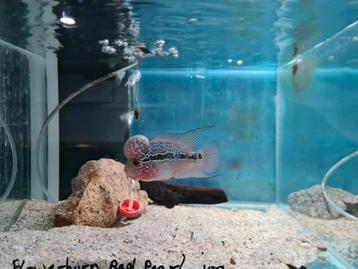 Flowerhorn Red Pearl Cichlide beschikbaar voor biedingen