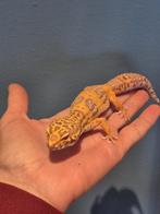 Luipaardgekko, Dieren en Toebehoren, Reptielen en Amfibieën, Hagedis, 0 tot 2 jaar