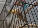 Valkparkiet, Dieren en Toebehoren, Mannelijk, Zangkanarie