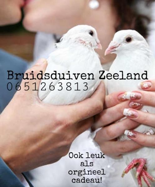 Bruidsduiven, Dieren en Toebehoren, Vogels | Duiven, Postduif, Meerdere dieren