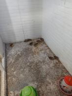 Europese kwartels, Meerdere dieren