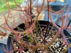 Bladstek Drosera binata “extreme dichotoma”, Ophalen of Verzenden, Vaste plant, Overige soorten, Volle zon