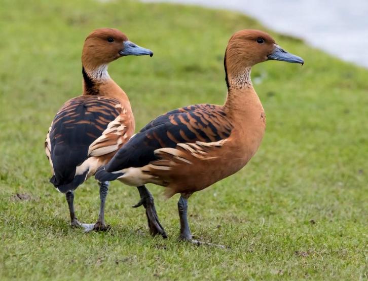gezocht gele boomeend australische boomeend dwergeend, Dieren en Toebehoren, Pluimvee, Eend, Meerdere dieren