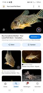 Gezocht zo.n 50 stuks cory sterbai, Ophalen, Plant(en), Steen of Hout