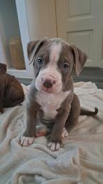 American bulldog/stafford pups, Dieren en Toebehoren, Honden | Bulldogs, Pinschers en Molossers, 8 tot 15 weken, Meerdere, Meerdere dieren