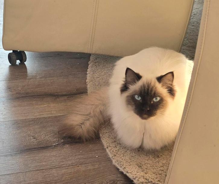Ragdoll kitten poes, stamboom showkwaliteit, Dieren en Toebehoren, Katten en Kittens | Raskatten | Langhaar, Poes, Gechipt, Ontwormd