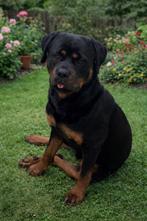 Prachtige en lieve rottweiler met Stamboom, Reu, CDV (hondenziekte), 1 tot 2 jaar, Groot