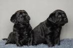 Labrador kruising pups, 8 tot 15 weken, Meerdere, Meerdere dieren, Middel
