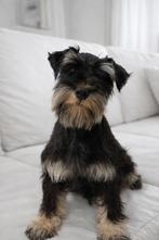 Dwergschnauzer pup, Dieren en Toebehoren, 15 weken tot 1 jaar, Parvo, Eén hond, Nederland