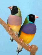 Goulddamadine pop, Dieren en Toebehoren, Vrouwelijk, Tropenvogel