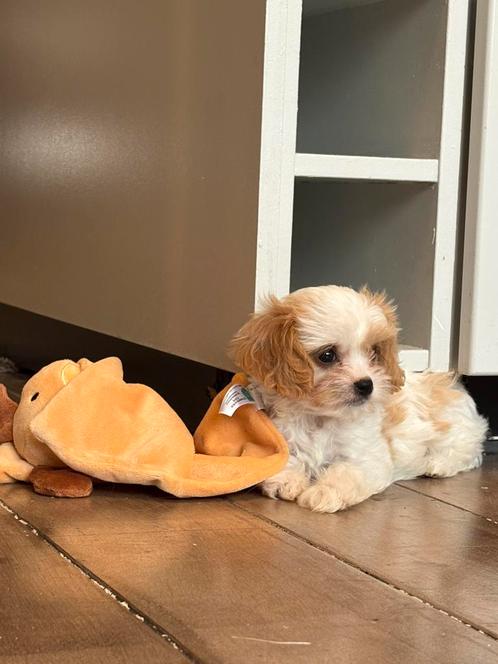 Cavapoo pups (de laatste Black and Tan en  abrikoos wit), Dieren en Toebehoren, Honden | Retrievers, Spaniëls en Waterhonden, Meerdere dieren