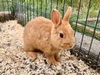 Twee lieve jonge konijntjes (zelfde nest)!, Meerdere dieren, Middelgroot, 0 tot 2 jaar