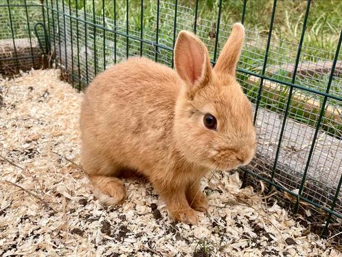 Twee lieve jonge konijntjes (zelfde nest)!, Dieren en Toebehoren, Konijnen, Middelgroot, Meerdere dieren, 0 tot 2 jaar