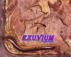 Chicobolus spinigerus ‘Salmon’ mix miljoenpoten / millipedes, Overige soorten