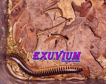 Chicobolus spinigerus ‘Salmon’ mix miljoenpoten / millipedes beschikbaar voor biedingen