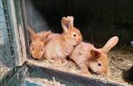 Prachtige, lieve jonge konijntjes te koop., Meerdere dieren, Middelgroot, 0 tot 2 jaar