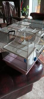 Knaagdieren kooi, Dieren en Toebehoren, Knaagdieren en Konijnen | Hokken en Kooien, Ophalen of Verzenden, Zo goed als nieuw, Kooi