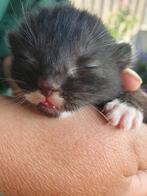 12 mei geboren 4 prachtige ragdoll x korthaar kittens