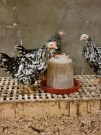 Prachtige zwart-witte hennen Pita Pinta, Dieren en Toebehoren, Pluimvee, Vrouwelijk, Kip