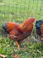 Wyandotte haan goud zwart gezoomd, Dieren en Toebehoren, Pluimvee, Mannelijk, Kip