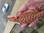 red  en orange baardagamen mooie genenen, Dieren en Toebehoren, Hagedis, Tam, 0 tot 2 jaar
