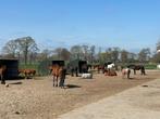 24/7 plek tussen ede en lunteren, Dieren en Toebehoren, Stalling en Weidegang, Weidegang