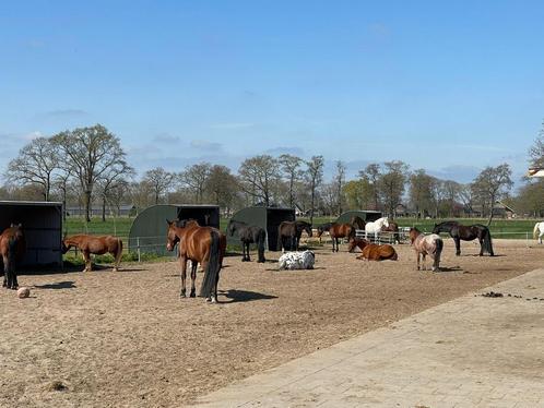 24/7 plek tussen ede en lunteren, Dieren en Toebehoren, Stalling en Weidegang, Weidegang