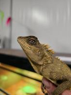 Stekelnek agamen / acanthosaura capra