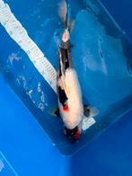 Showa Tancho 50 cm, Dieren en Toebehoren, Karper of Koi