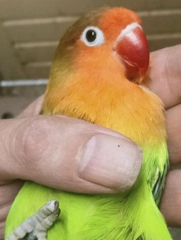 Prachtige brr agapornis fisheri wk pop xxl overjarig  beschikbaar voor biedingen