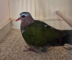 Groenvleugel duiven, Meerdere dieren, Overige soorten