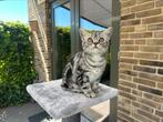 Britse Korthaar poes – met stamboom en volledige uitzet, Poes, Gechipt, 0 tot 2 jaar