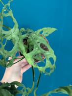 Monstera Oubliqua Peru stek, Huis en Inrichting, Kamerplanten, Ophalen of Verzenden, Halfschaduw, Minder dan 100 cm