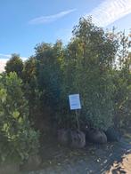 Portugese Laurier Prunus Lusitanica Angustifolia 225cm, Ophalen of Verzenden