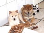 Prachtige shiba inu pups mogen gelijk mee, Dieren en Toebehoren, Nederland, Poolhond, Meerdere, Fokker | Professioneel