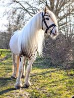 pony, Dieren en Toebehoren, Pony's, Zadelmak, C pony (1.27m tot 1.37m), 7 tot 10 jaar, Recreatiepony