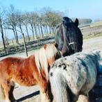 Stalling voor 1 of 2 pensioen/senioren paarden., Dieren en Toebehoren, Stalling en Weidegang, Stalling