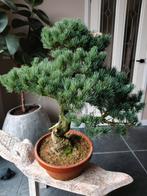 Pinus Parviflora bonsai 75cm, Tuin en Terras, Planten | Bomen, Ophalen, Bloeit niet, Halfschaduw, Overige soorten