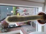 Cactus., Huis en Inrichting, Ophalen, Nieuw