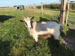 Mooie landgeit, Dieren en Toebehoren, Schapen, Geiten en Varkens, Vrouwelijk, Geit
