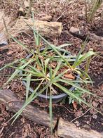 Yucca filamentosa in grote kuip- Prachtige Palmlelie, Tuin en Terras, Overige soorten, Volle zon, Vaste plant, Ophalen of Verzenden