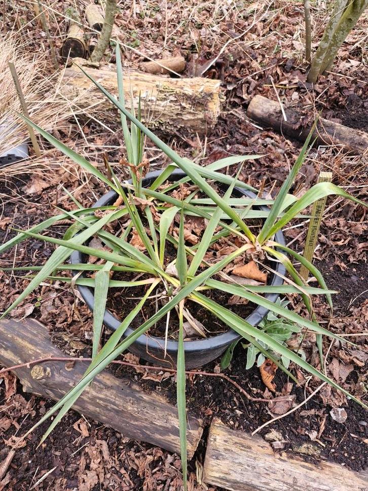 Yucca filamentosa in grote kuip- Prachtige Palmlelie, Tuin en Terras, Planten | Tuinplanten, Vaste plant, Overige soorten, Volle zon
