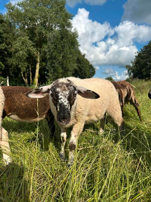 Ram swifter x brilschaap, Dieren en Toebehoren, Schapen, Geiten en Varkens, Schaap, Mannelijk, 0 tot 2 jaar