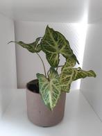 Syngonium arrowhead, Overige soorten, Minder dan 100 cm, Groene kamerplant, Halfschaduw