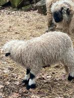 Walliser schwarznase ramlammeren, Dieren en Toebehoren, Mannelijk, Geit