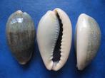 Schelpen: Cypraea errones bimaculata Gray gem 27-33mm, Verzenden, Schelp(en)