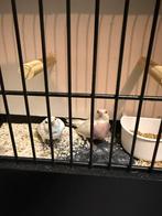 Gouldamedines blauw wit, Dieren en Toebehoren, Vogels | Overige Vogels, Meerdere dieren, Tropenvogel, Geringd