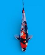 Showa nieuwe collectie, Karper of Koi