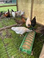 Auraucana krielen, Dieren en Toebehoren, Pluimvee, Meerdere dieren, Kip